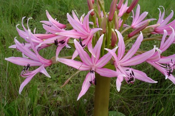 Brunsvigia radulosa lowest flowers first